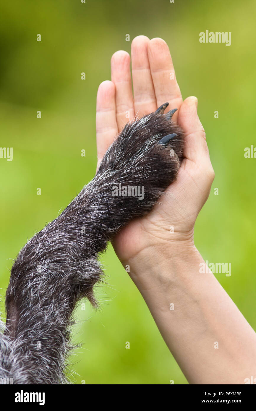 Handshake zwischen Frau und Hund - mir fünf geben Stockfoto
