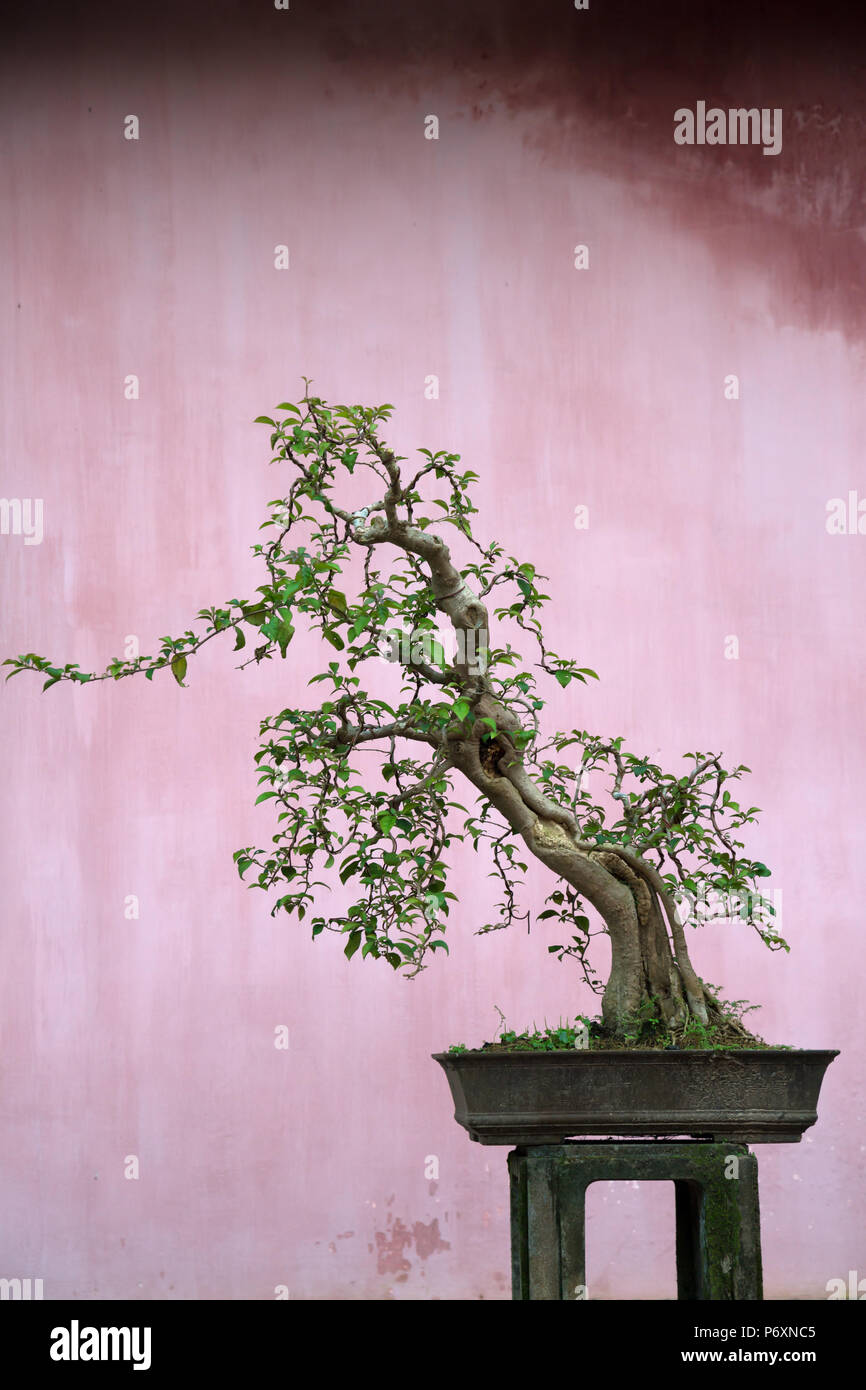 Bonsai in der Pagode der Himmlischen Dame, Hue, Vietnam Stockfoto