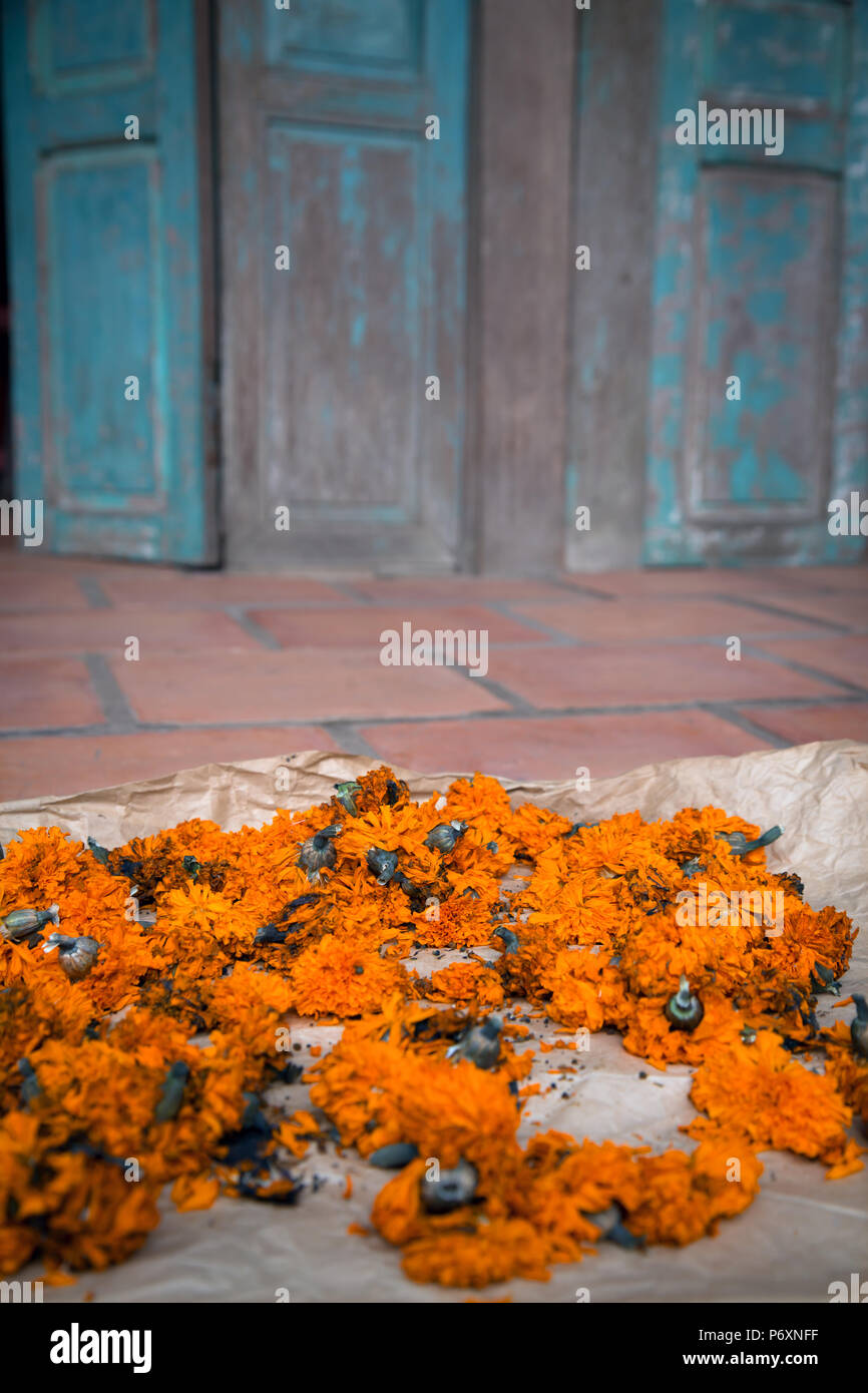 Blumen in einem Haus in einer Binh Vietnam Stockfoto