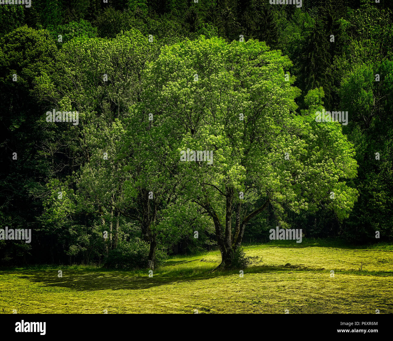 DE - Bayern: Das Grün des Sommers (HDR-Bild) Stockfoto
