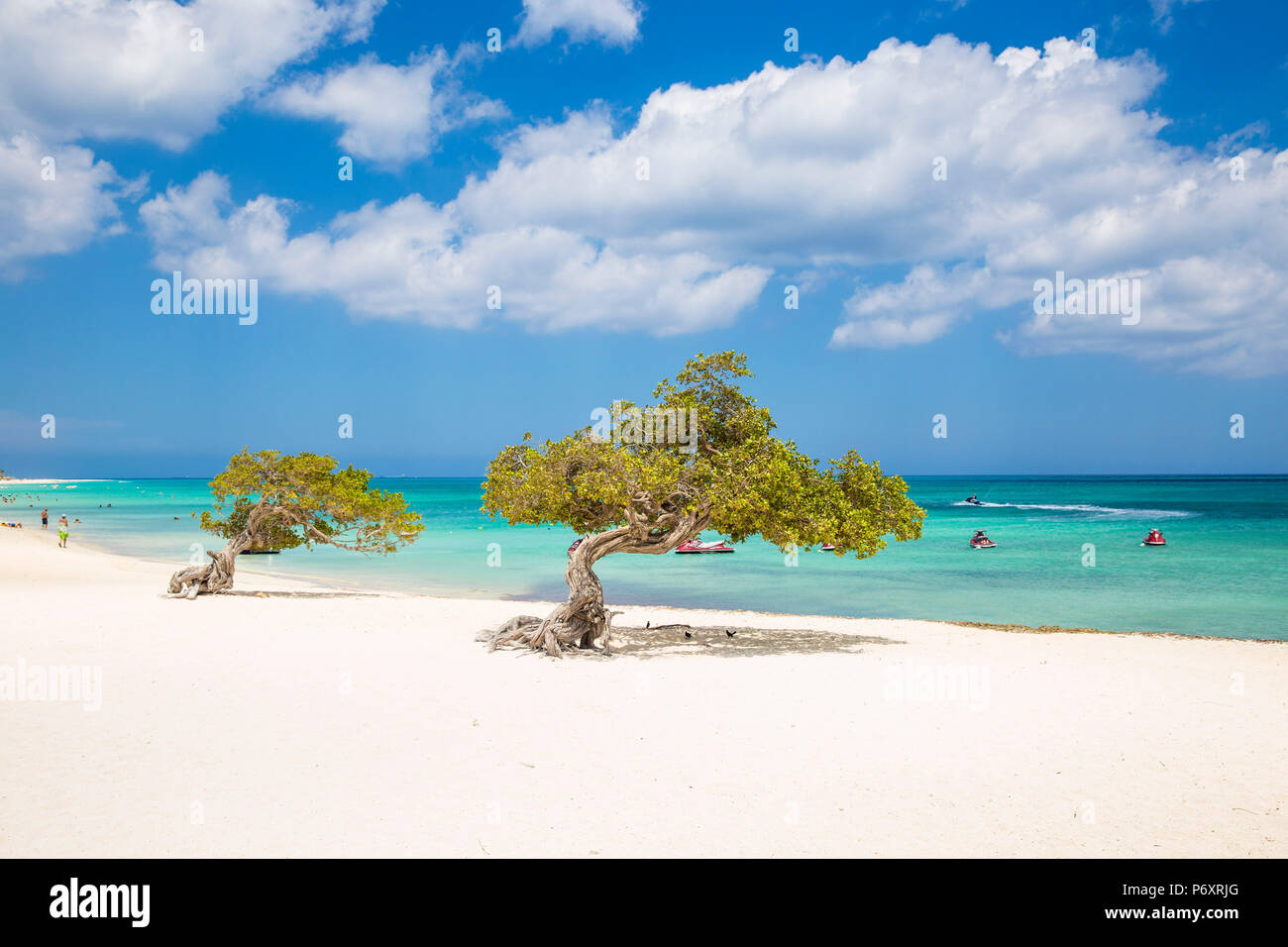 Karibik, Niederländische Antillen, Aruba, Divi Divi Bäume am Eagle Beach Stockfoto