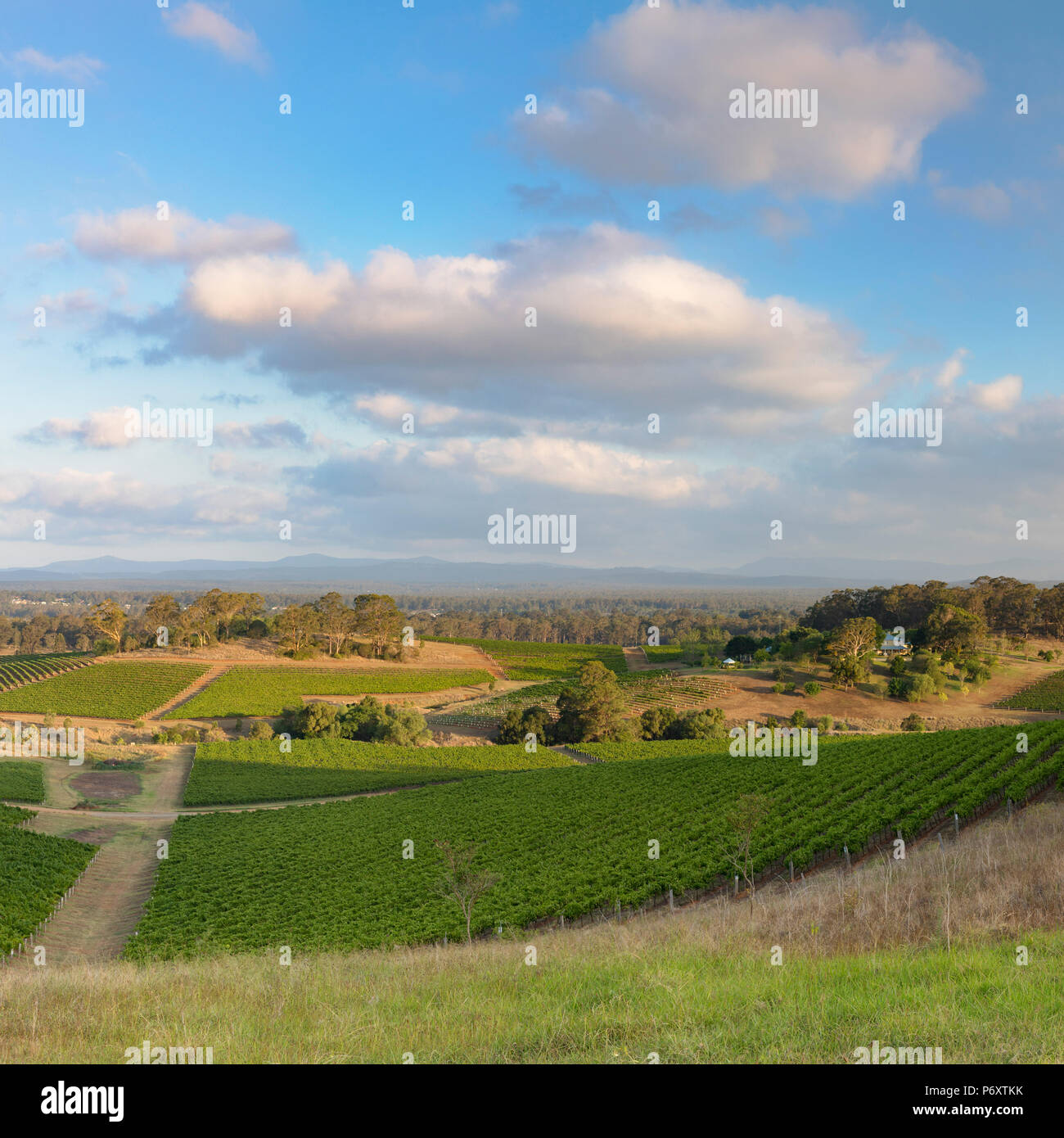 Blick auf Weinberge, Hunter Valley, New South Wales, Australien Stockfoto