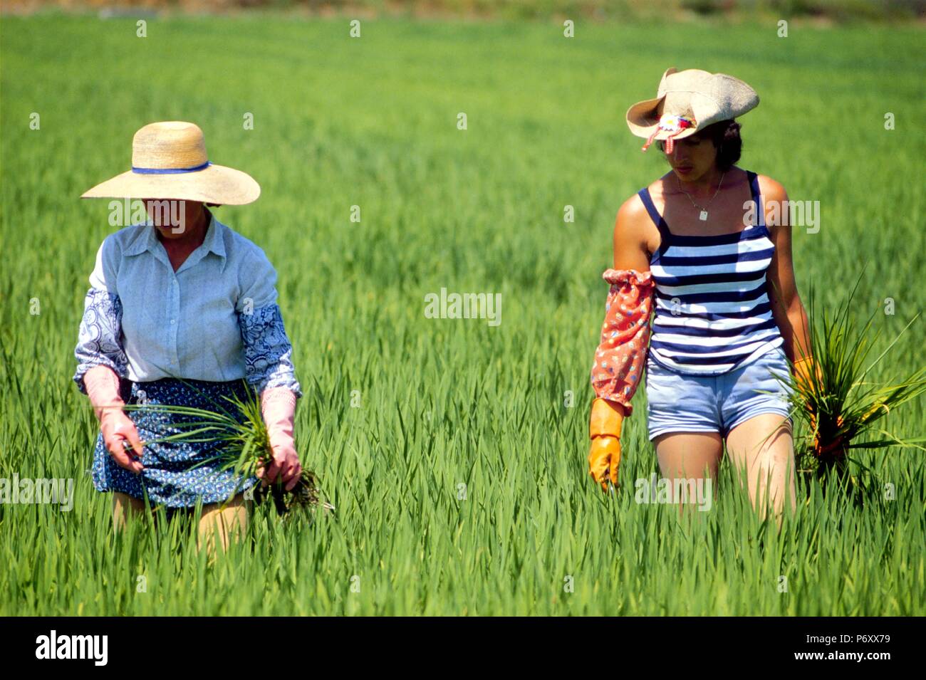Der Anbau von Reis in der Provinz Vercelli (Piemont, Italien), traditionelle Aufgabe der Frauen zugewiesen, bis der Reis zu reinigen Stockfoto