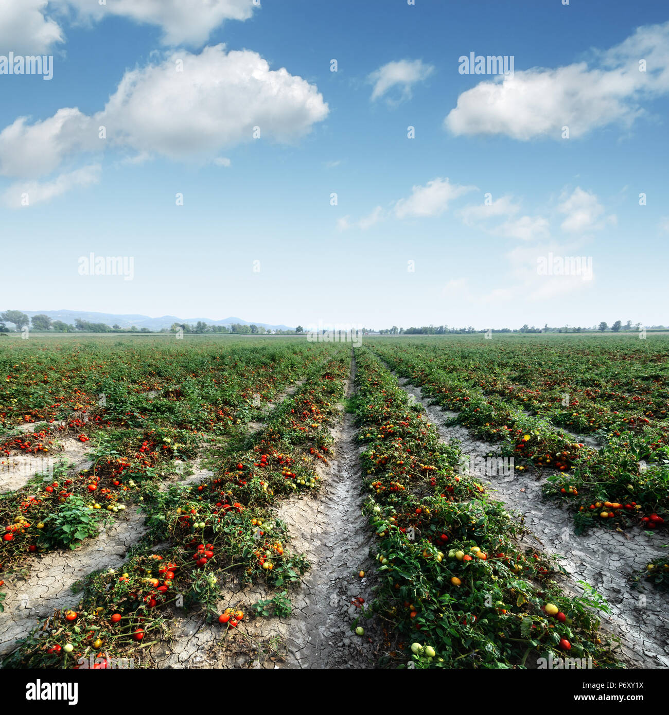 Tomate Feld auf Sommer Tag Stockfoto