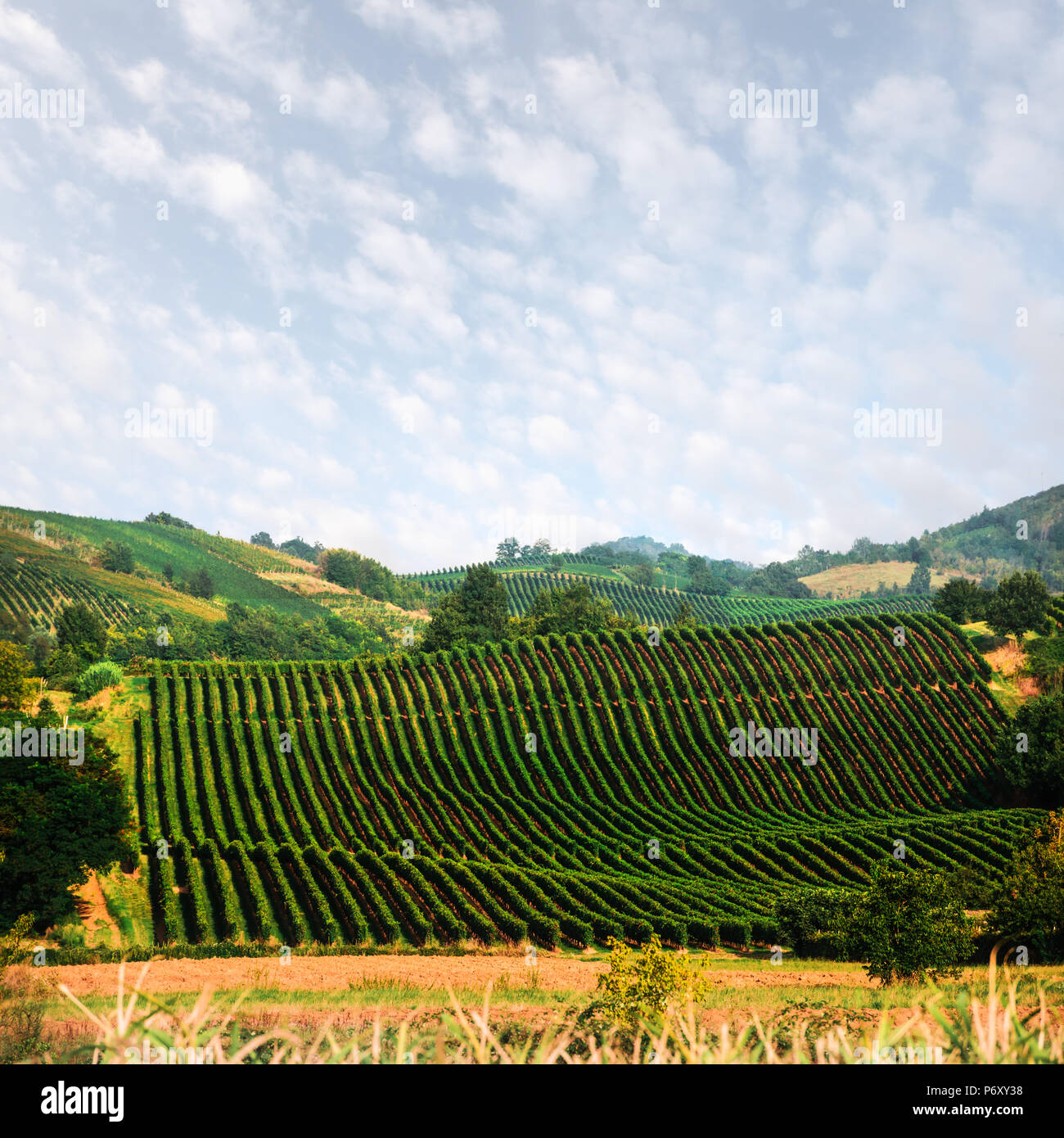 Fantastische ländliche Landschaft mit grünen Weinberg Stockfoto