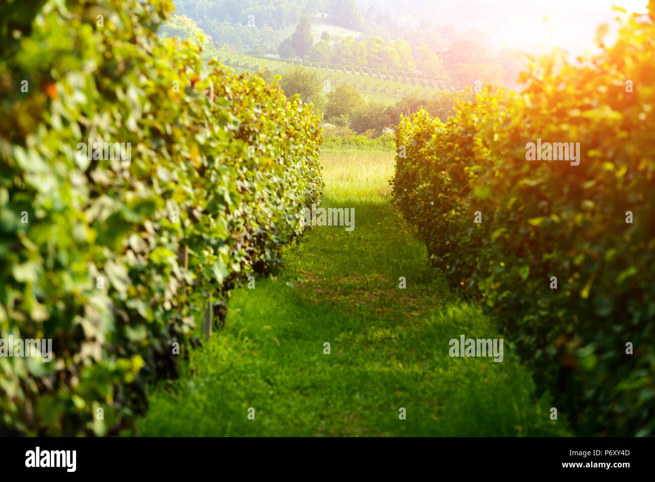 Fantastische ländliche Landschaft mit grünen Weinberg Stockfoto