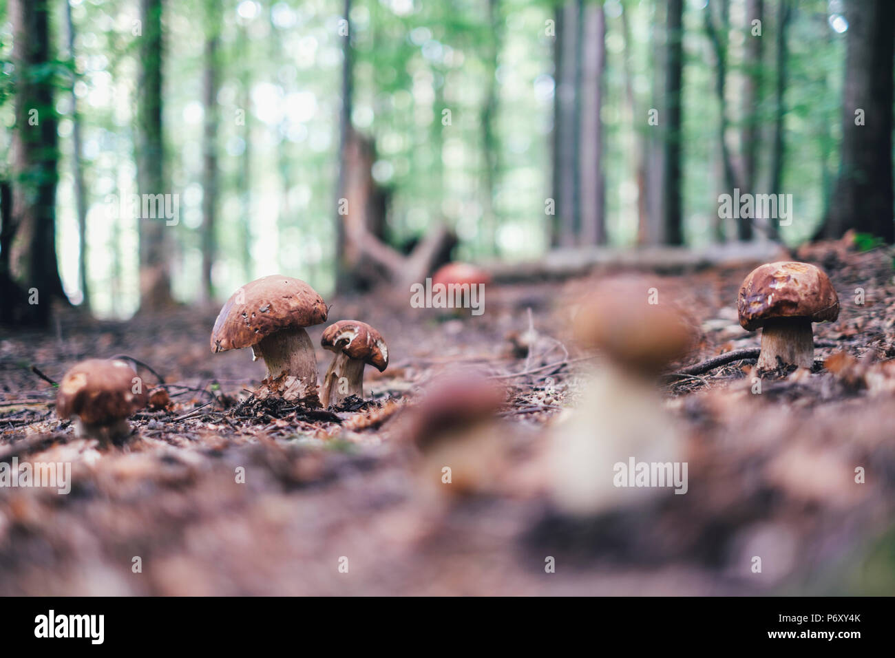 Weiße Pilze im Sommer Wald Stockfoto