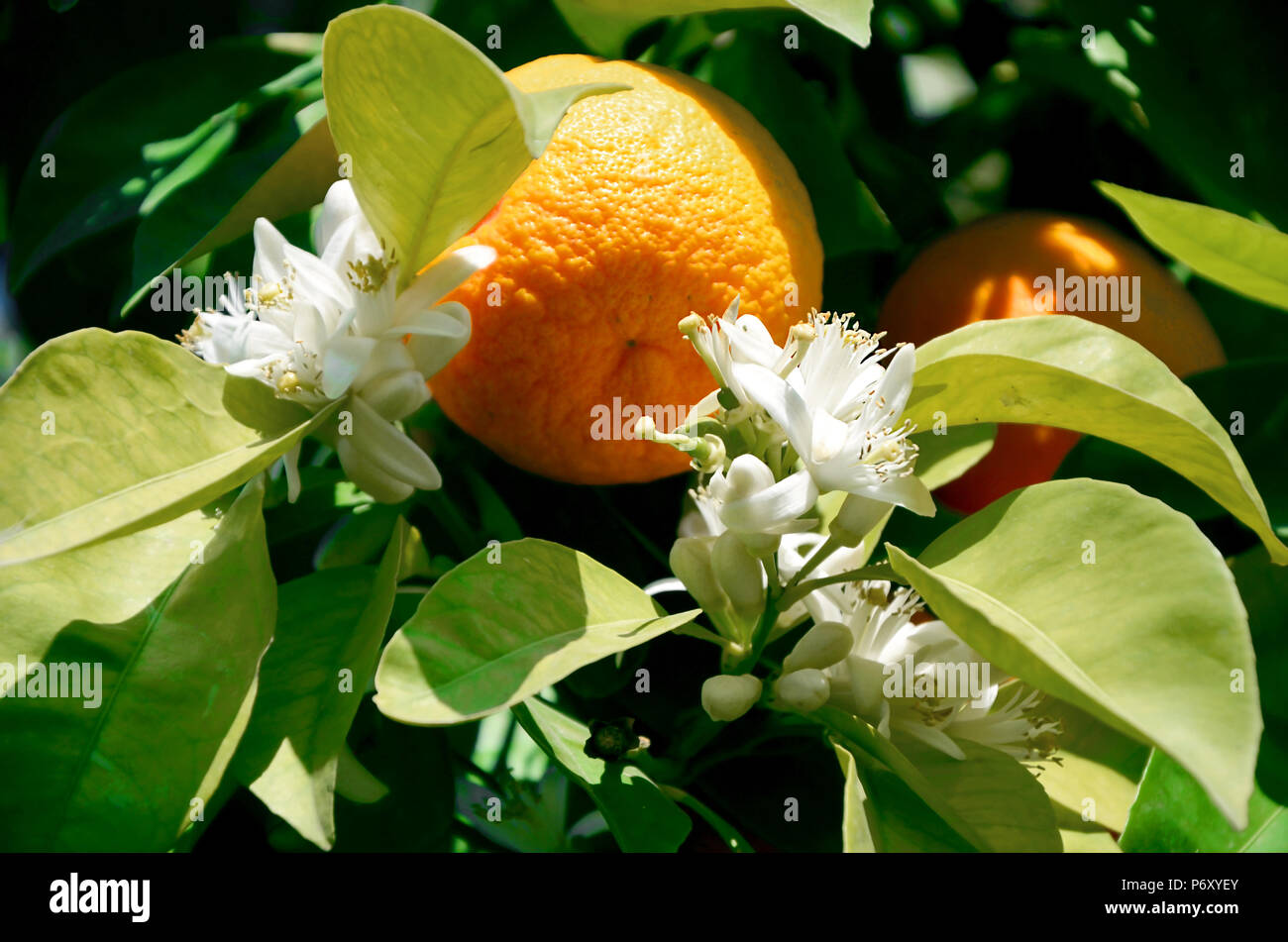 Frucht einer reif Mandarin Orange und blühen auf einen Baum. Einen kontinuierlichen Zyklus der Reifung, gute Ernte, Vitamine, gesunde Ernährung Stockfoto