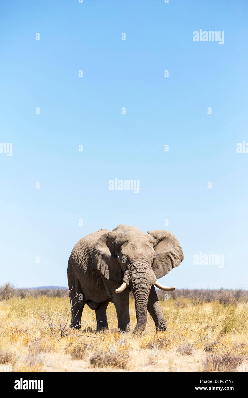 Einsame Elefant im Etosha, Namibia, Afrika Stockfoto