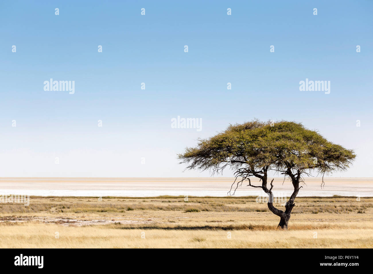 Etosha-pfanne, Namibia, Afrika. Einsamer Baum Stockfoto