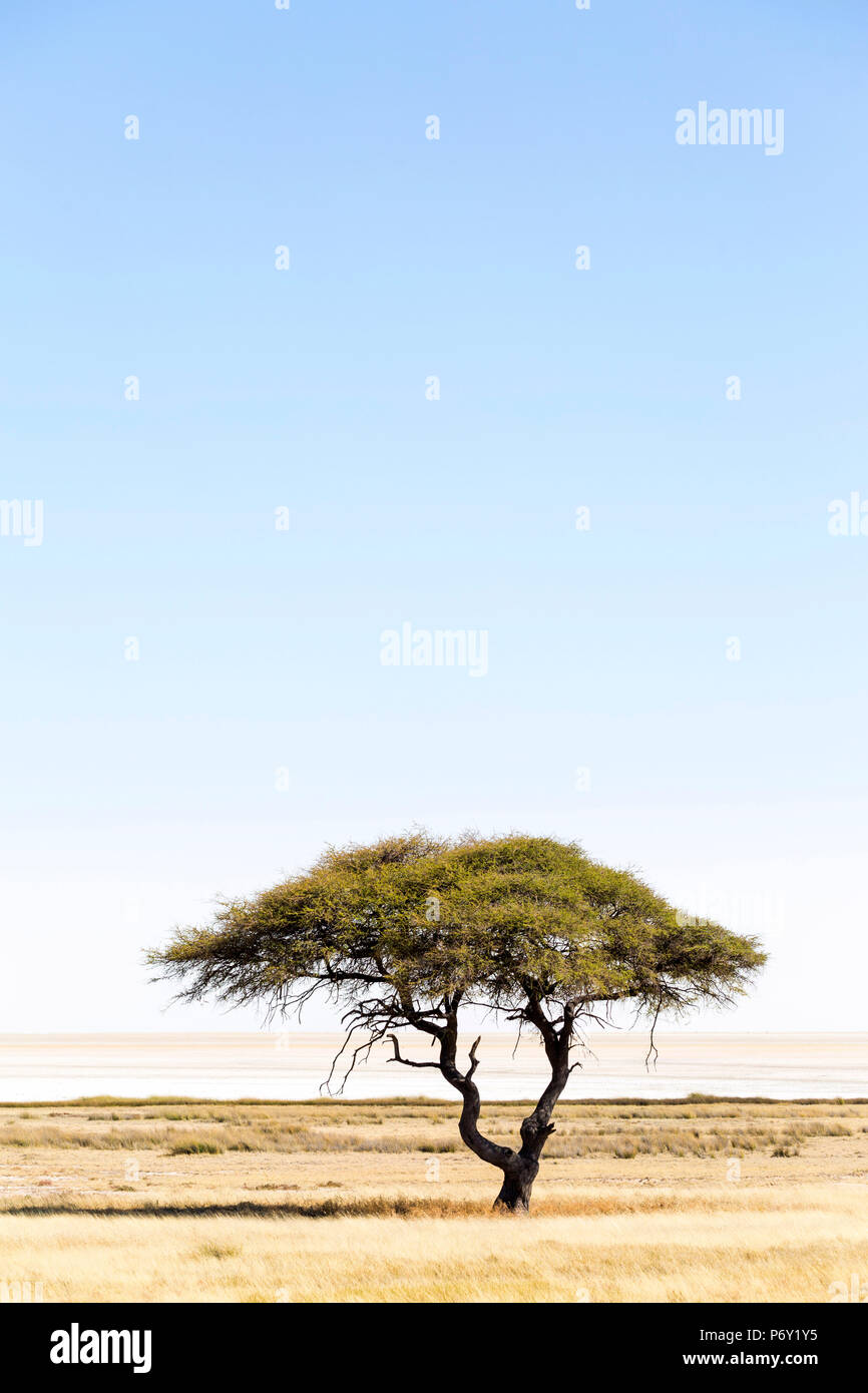 Etosha-pfanne, Namibia, Afrika. Einsamer Baum Stockfoto