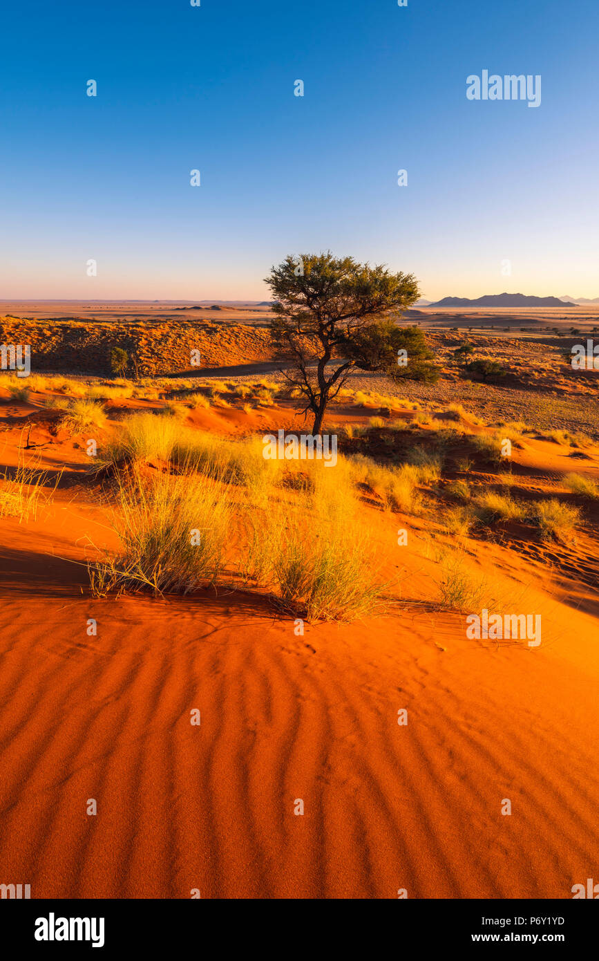 Namib-Naukluft-Nationalpark, Namibia, Afrika. Versteinerte roten Dünen. Stockfoto