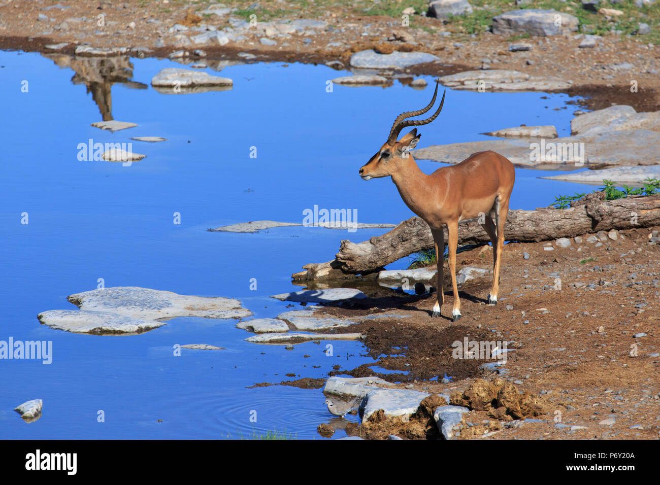 Namibia, Etosha Nationalpark, Moringa Waterhole, Impalas (Aepyceros melampus) Stockfoto