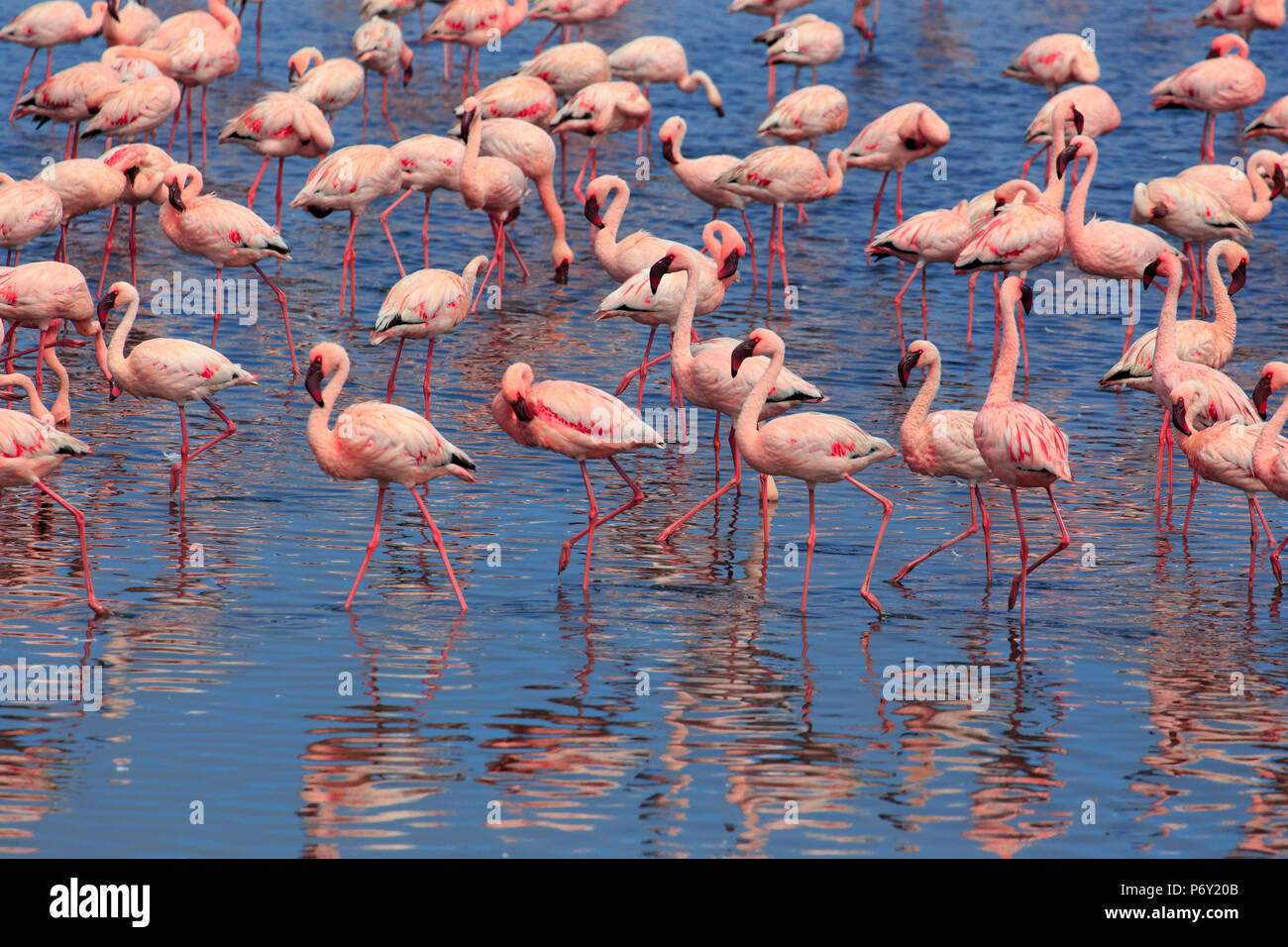 Namibia, Walvis Bay, rosa Flamingos (Phoenicopterus ruber) innerhalb der Walvis Bay Lagune Stockfoto