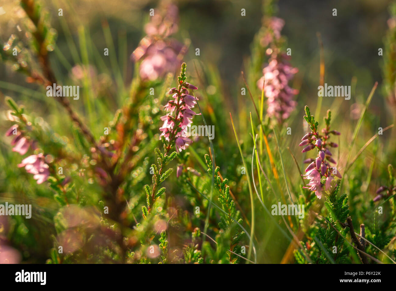 Winzige Heide im grünen Gras Stockfoto