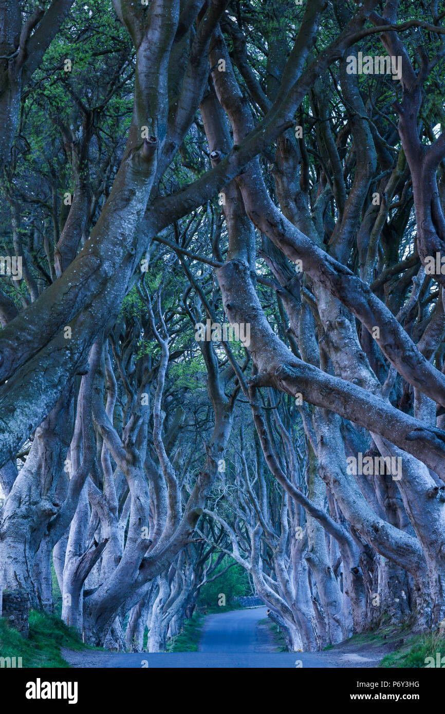 Großbritannien, Nordirland, County Antrim, Ballymoney, The Dark Hedges, von Bäumen gesäumten Straße, dawn Stockfoto