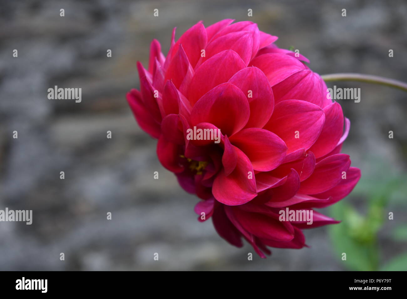 Rote Blume von dahalia Stockfoto