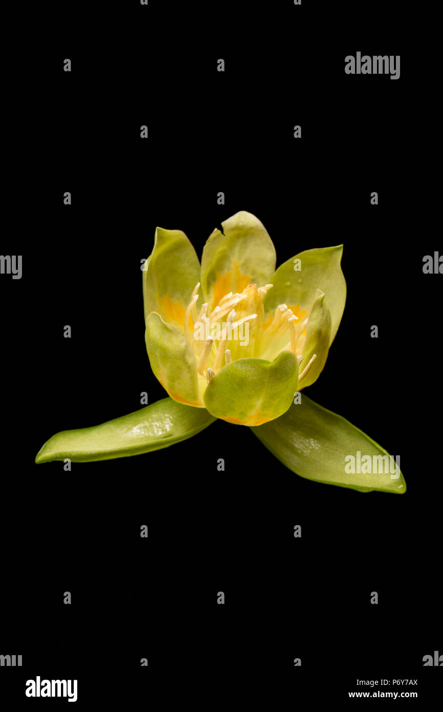 Die Blume von einem Tulpenbaum, Liriodendron tulipifera, dass in England Großbritannien GB gewachsen ist, fotografiert in einem Studio auf schwarzem Hintergrund Stockfoto