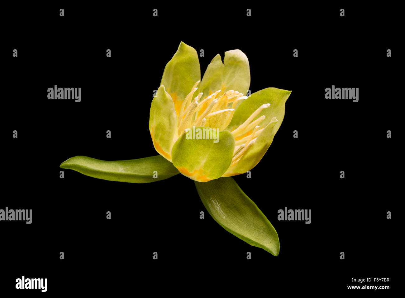 Die Blume von einem Tulpenbaum, Liriodendron tulipifera, dass in England Großbritannien GB gewachsen ist, fotografiert in einem Studio auf schwarzem Hintergrund Stockfoto