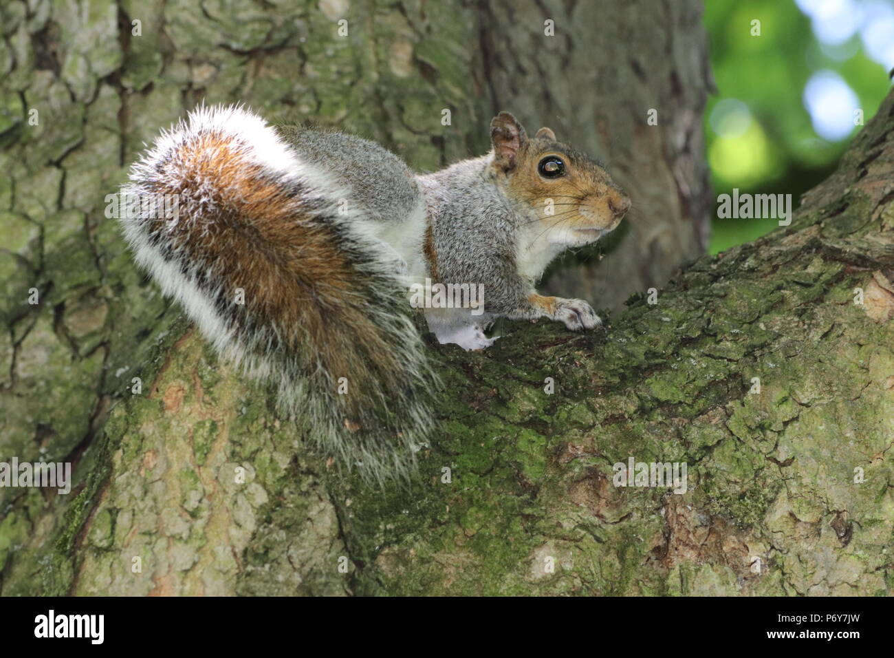 Eichhörnchen Stockfoto