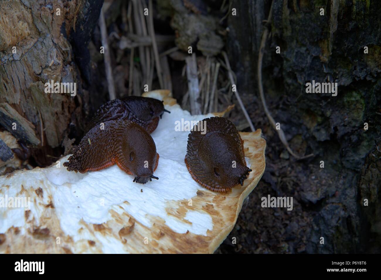 Spanisch slug, Arion vulgaris, höchst invasiven Pest Stockfoto