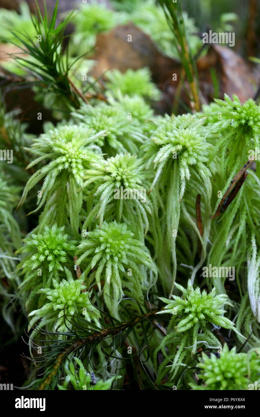 Der girgensohn, girgensohnii bogmoss, Sphagnum Moos aus Finnland Stockfoto