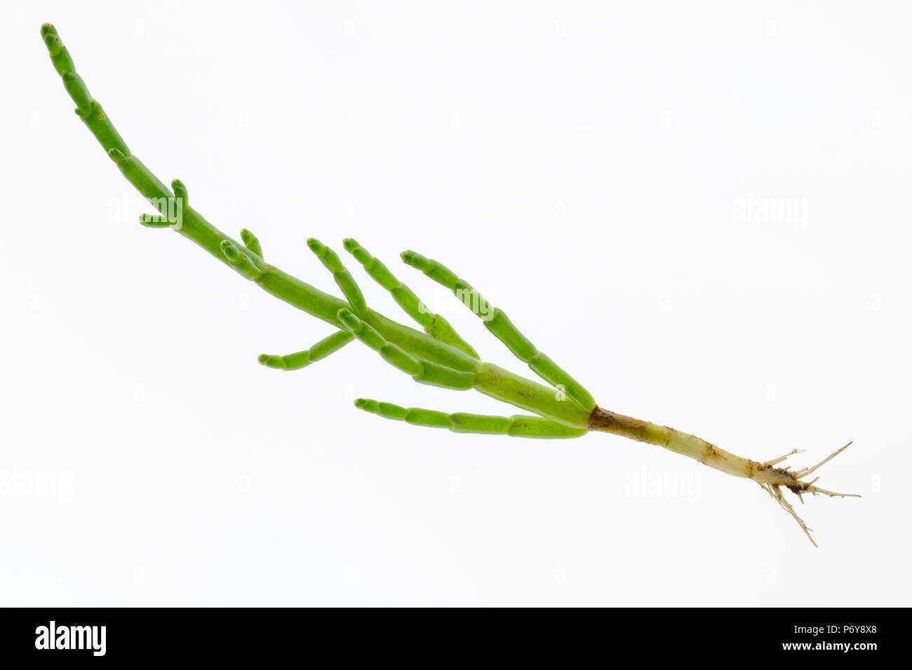 Rock Queller, Crithmum maritimum, Single auf weißem Hintergrund mit Wurzeln Stockfoto