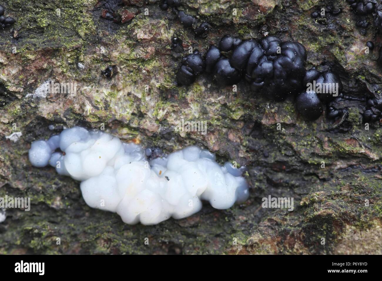 Weiß das Gehirn, Exidia thuretiana und schwarzen Hexen" Butter, Exidia glandulosa Stockfoto