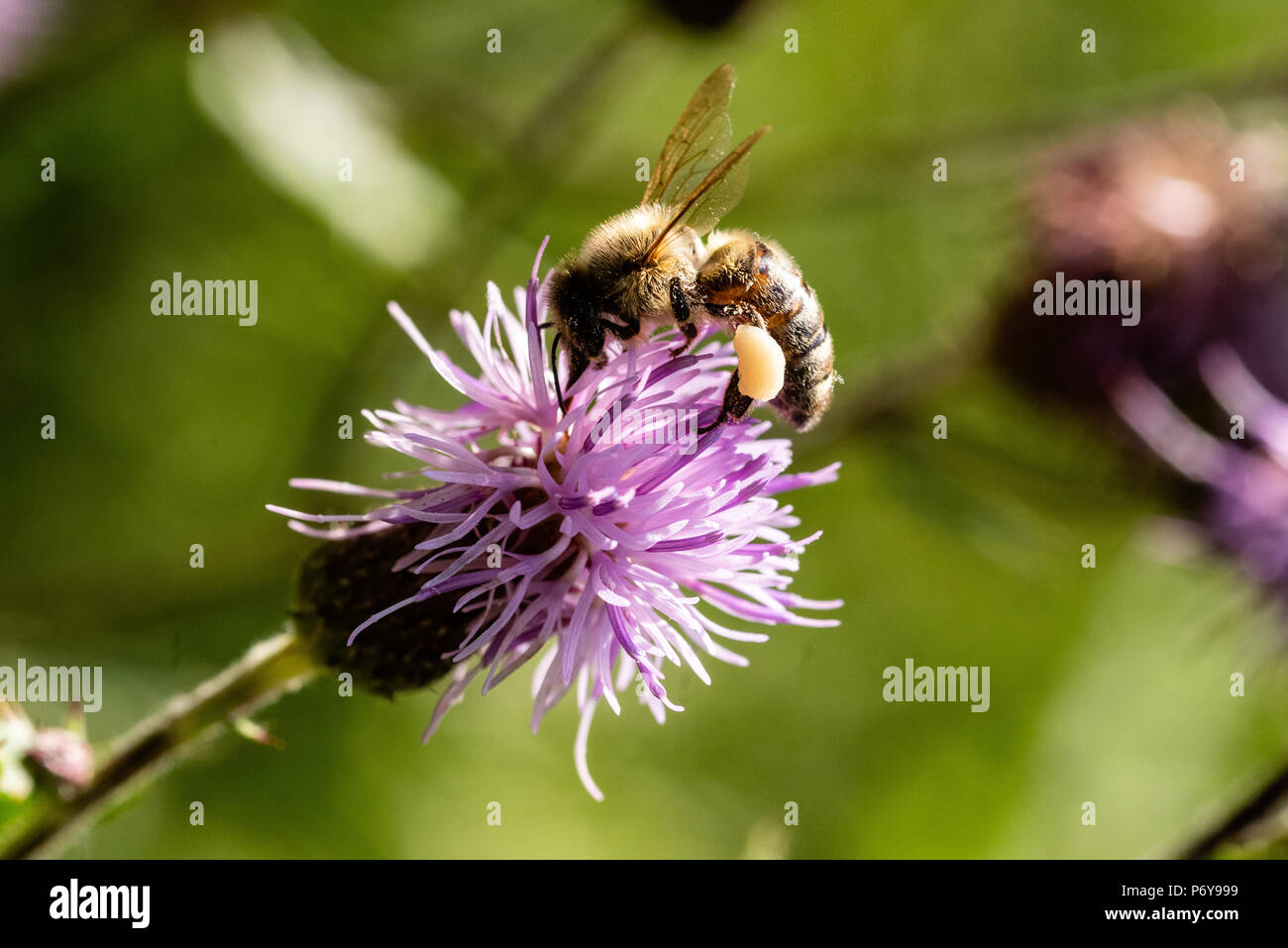 Honey Bee, Distel kriechen, Schwarzwald, Deutschland Stockfoto