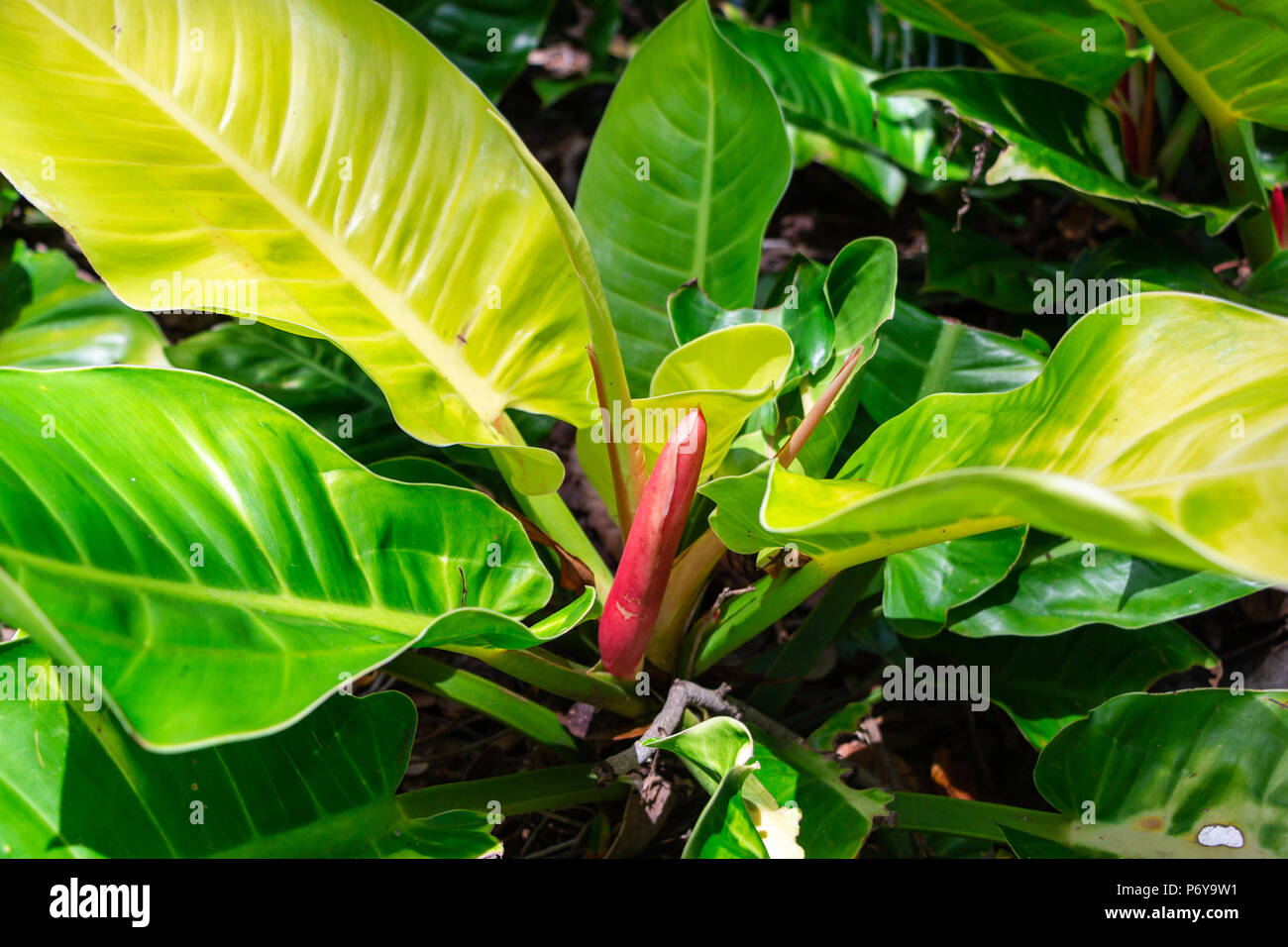 Mondschein oder 'Moon Glow' Philodendron anlage Nahaufnahme - Fort Lauderdale, Florida, USA Stockfoto