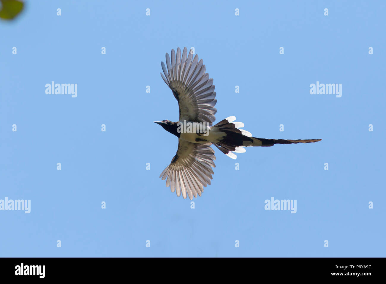 Schwarzkehlige Elster Jay Calocitta Colliei El Cora, Nayarit, Mexiko 3. März 2018 Erwachsener im Flug. Corvidae Stockfoto