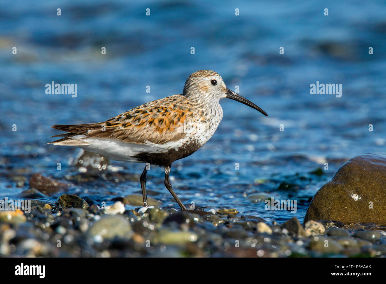 Alpenstrandläufer Calidris alpina Port Angeles, Washington, United States, 14. Mai 2018 Erwachsene in der Zucht Gefieder. Scolopacidae Stockfoto