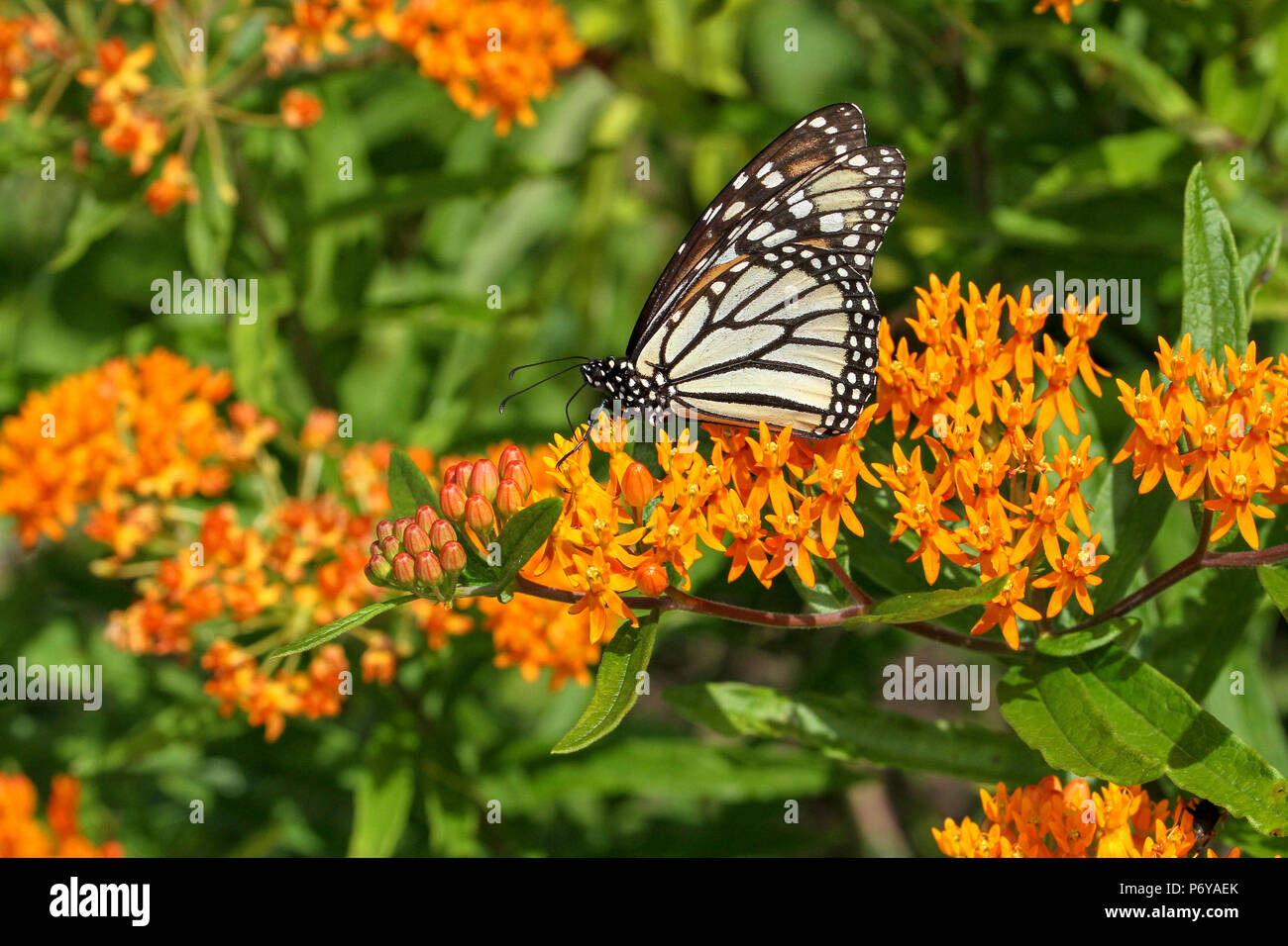 Monarchfalter auf Butterfly weed Stockfoto