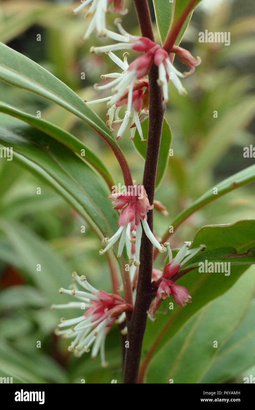 Sarcococca hookeriana var. Lila Stamm, auch als Süße, in der Blume in einem Englischen Garten im Winter, Großbritannien Stockfoto
