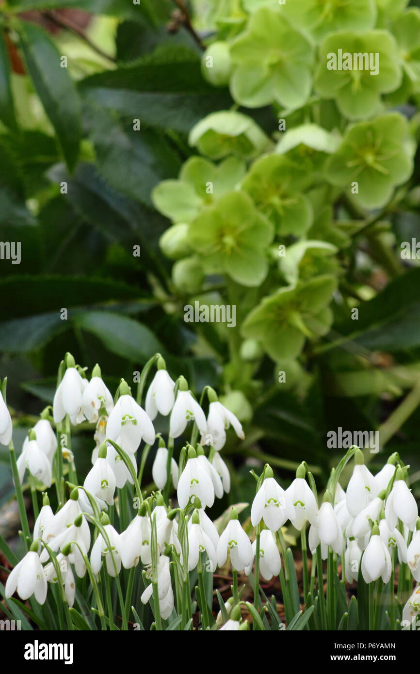 Korsische Nieswurz (Helleborus argutifolius) und Schneeglöckchen (Galanthus nivalis), die in der Blume in einem Garten Grenze im späten Winter, Frühjahr, Großbritannien Stockfoto