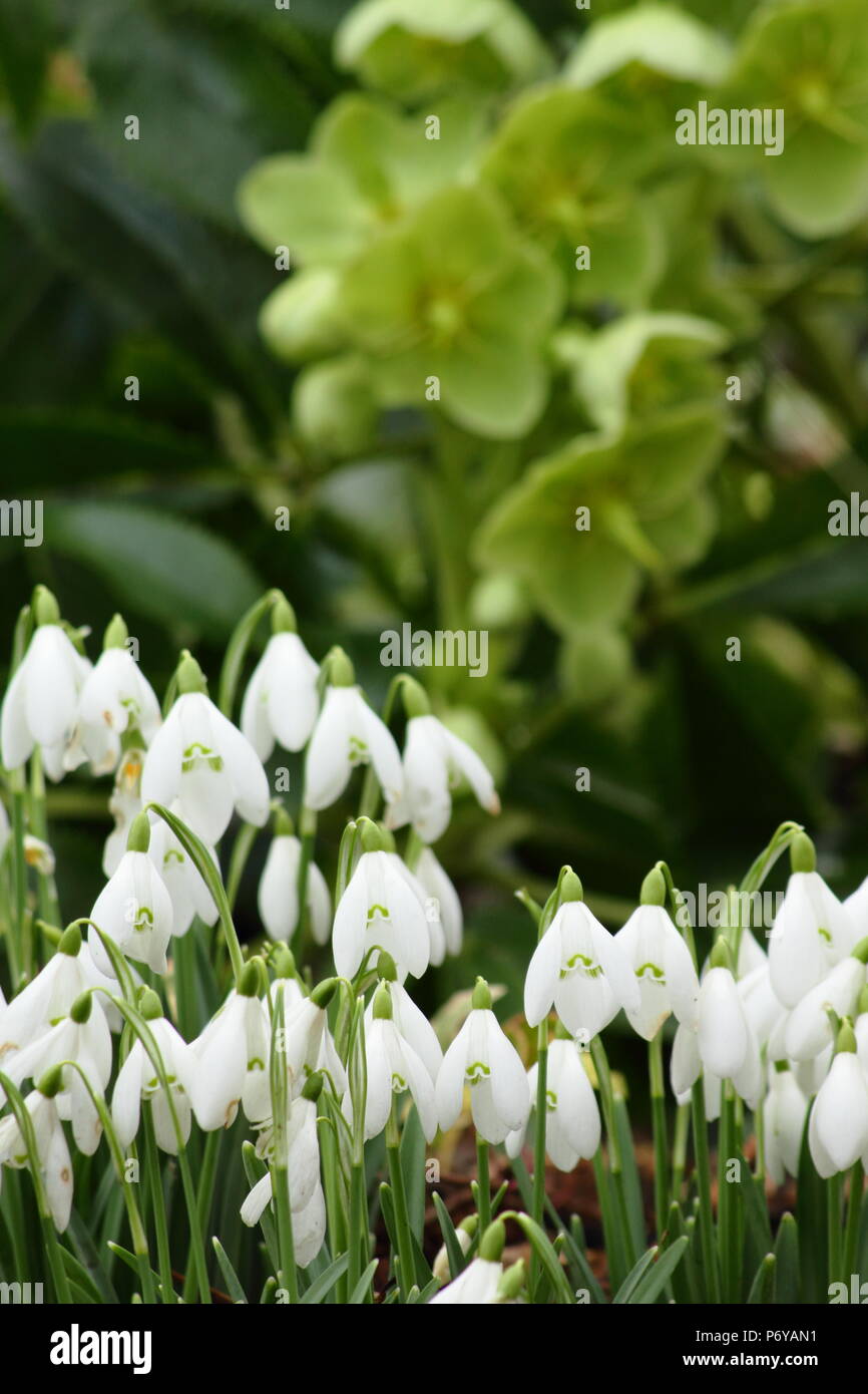 Korsische Nieswurz (Helleborus argutifolius) und Schneeglöckchen (Galanthus nivalis), die in der Blume in einem Garten Grenze im späten Winter, Frühjahr, Großbritannien Stockfoto
