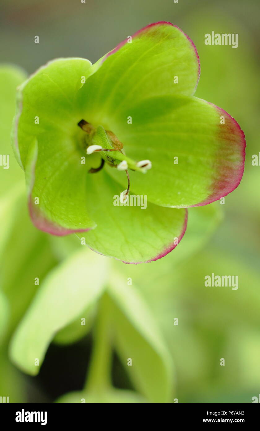 Helleborus purpurascens. Stinkende Nieswurz in Blume in einem Garten Grenze im späten Winter, Großbritannien Stockfoto