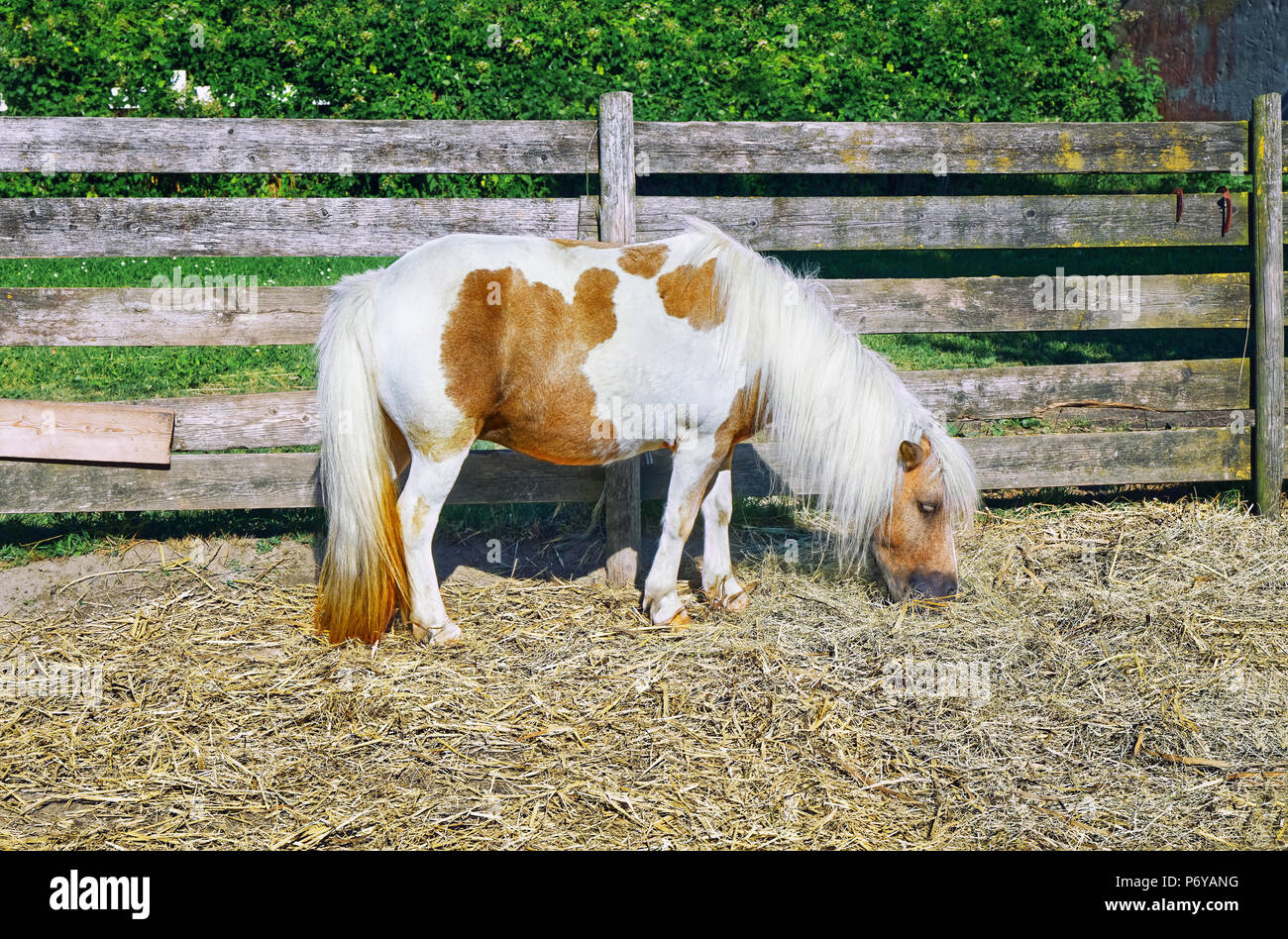 Foto von Pony, inländischen Pferdeweiden Farm Stockfoto