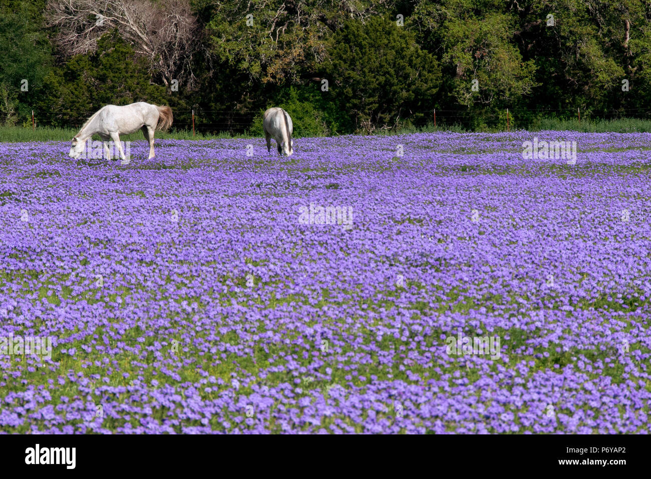 Zwei weiße Pferde grasen in einem Feld mit Lavendel und lila Blüten im Frühling im Texas Hill Country gefüllt. Stockfoto