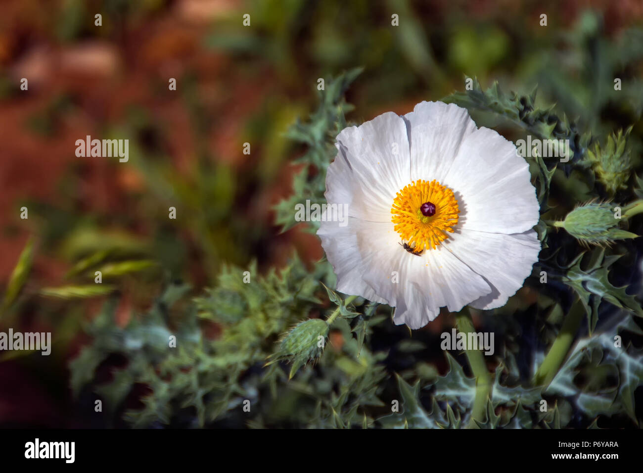 Nahaufnahme des isolierten Einzelnen weißen Mohn Blume im Texas Hill Country Stockfoto