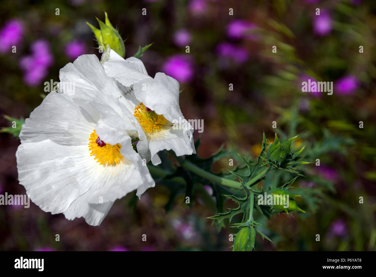 Windblown weißer Mohn mit lila Blüten Stockfoto