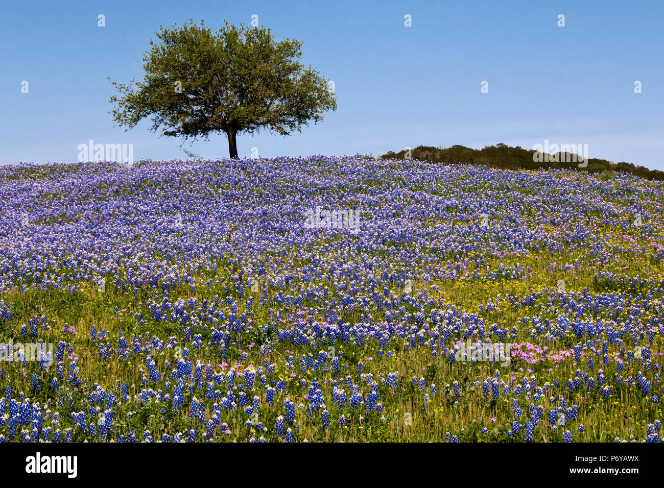 Texas Hill Country Hill mit Bluebonnets und gekrönt mit einem Baum gefüllt Stockfoto