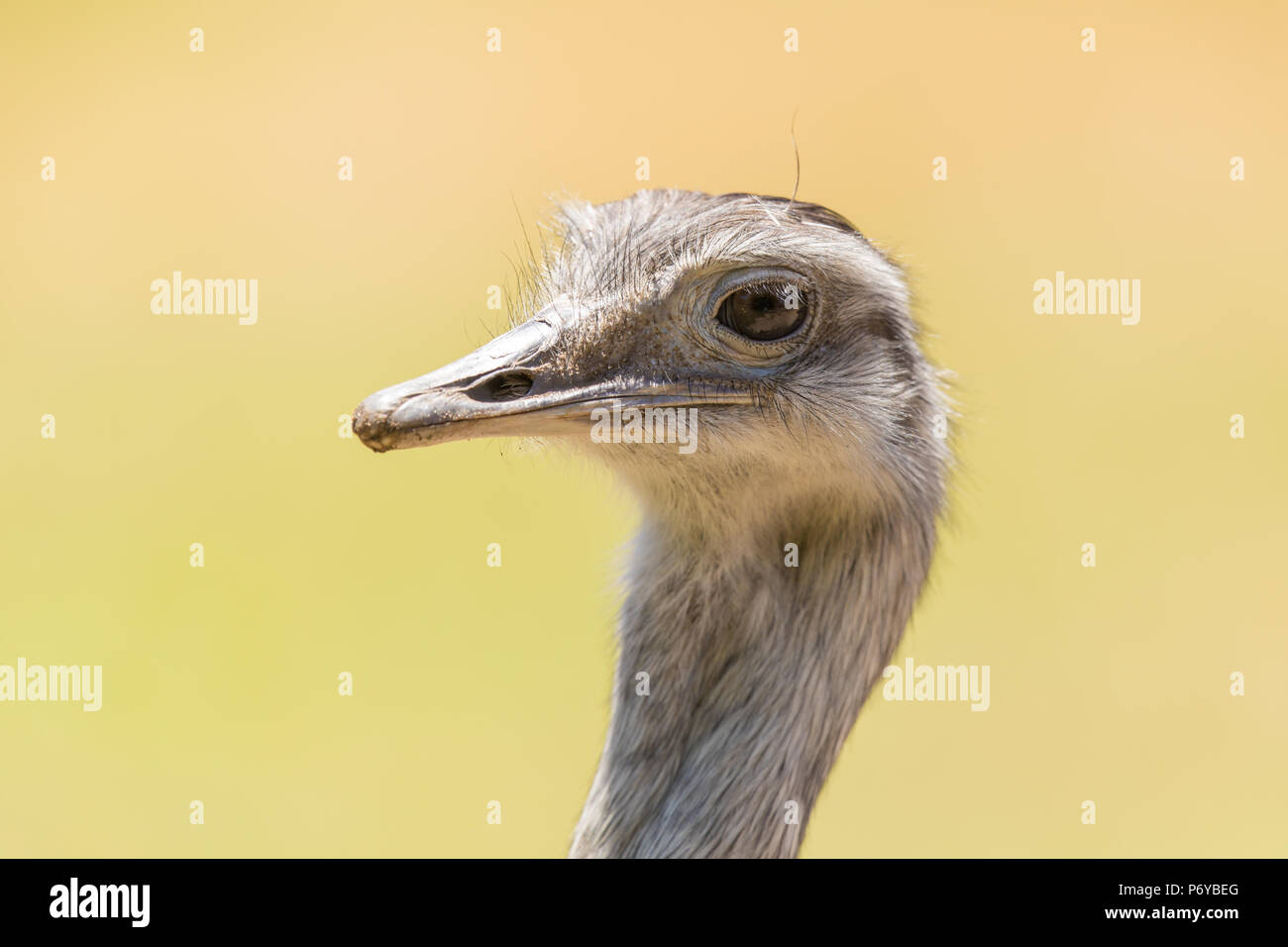 Mehr Nandu (Rhea americana) Kopf. Stockfoto