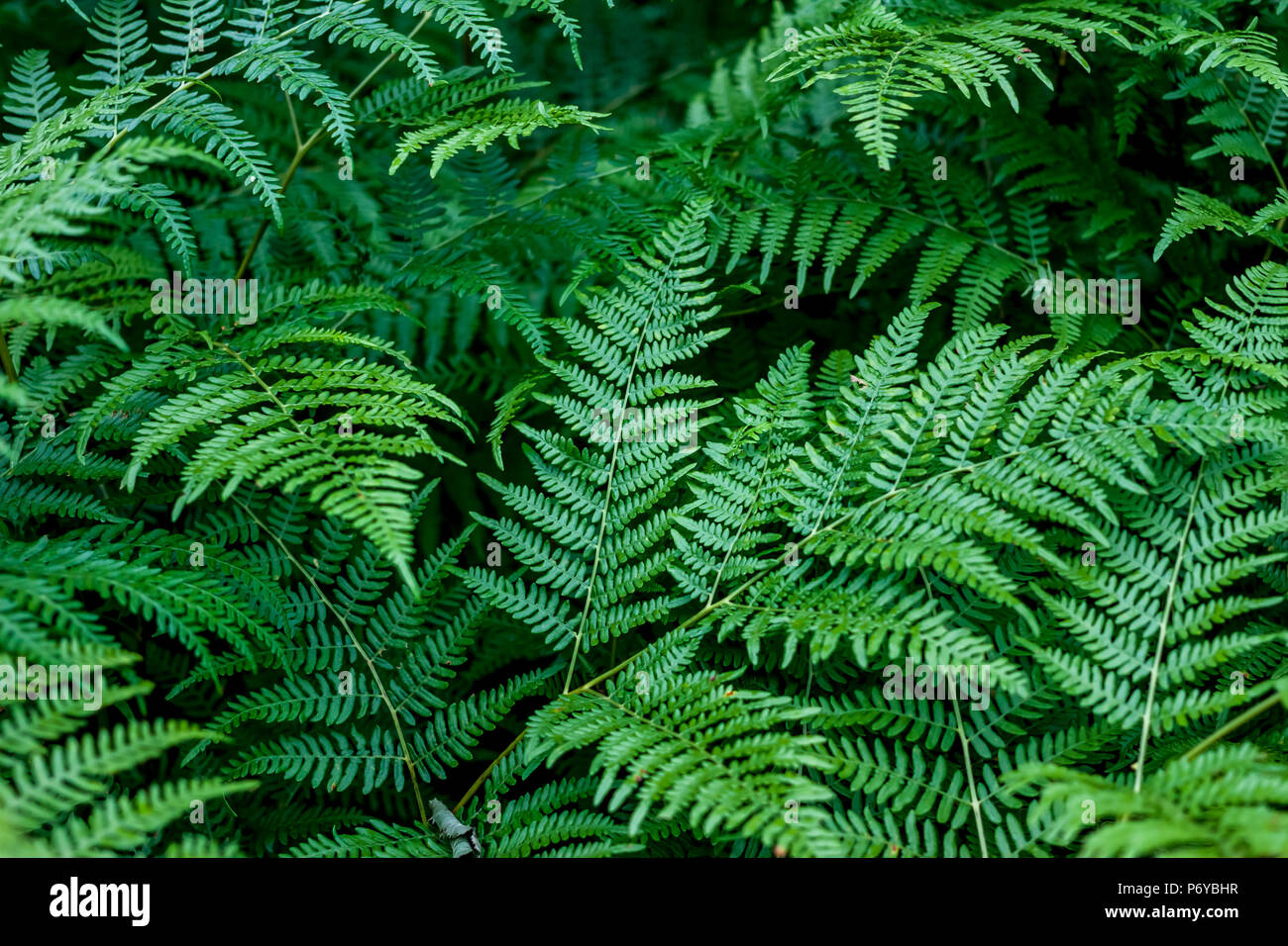 Dunkelgrün schöne Farnblätter Stockfoto