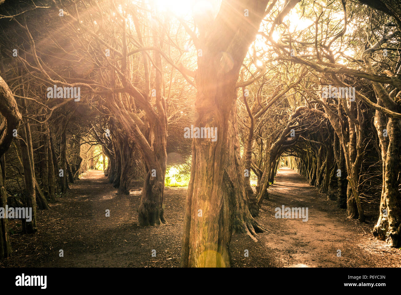 Gormanston College, County Meath, Irland, Europa. Bäume Tunnel im Garten der Hochschule. Stockfoto