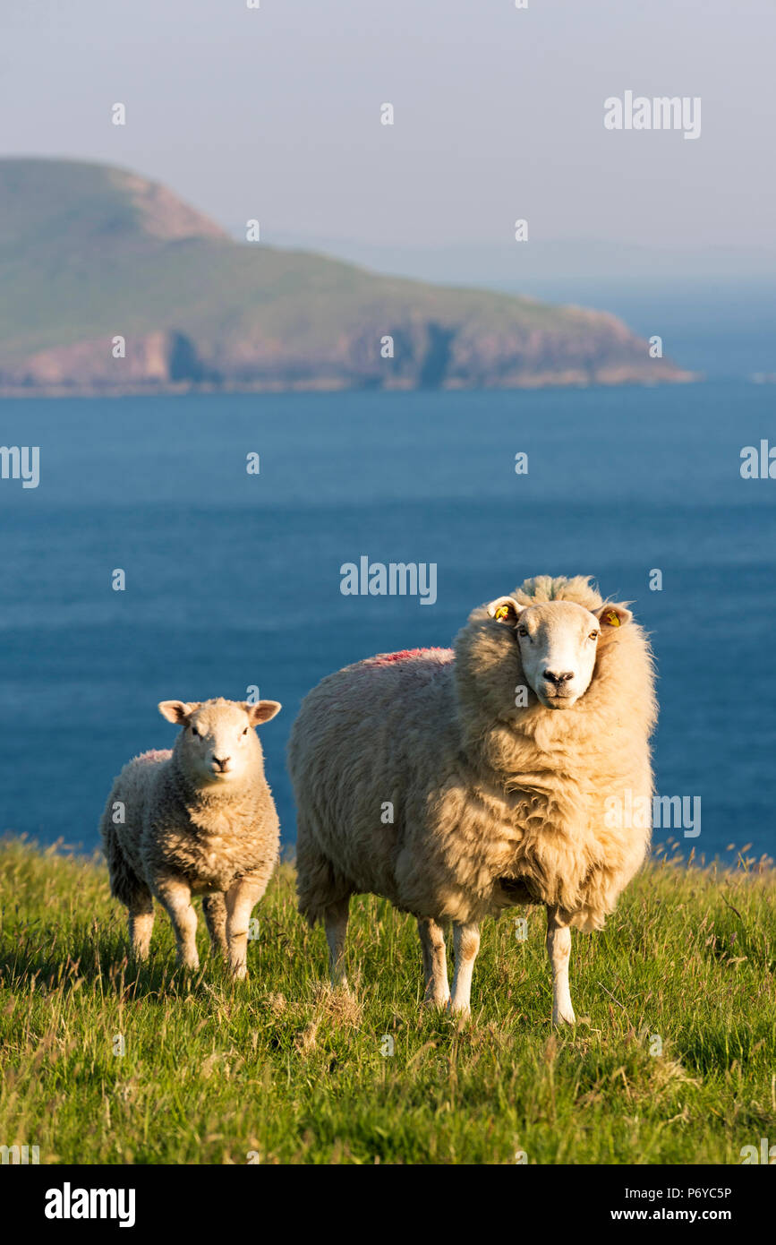 Portmagee, County Kerry, Provinz Munster, Irland, Europa. Zwei Schafe weiden auf dem Hügel mit dem Atlantischen Ozean im Hintergrund. Stockfoto