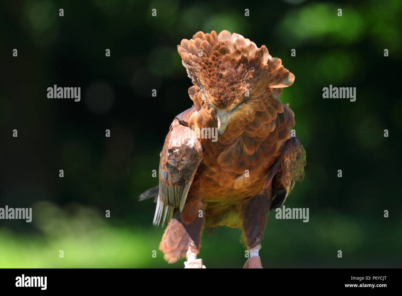 Ein Bachelor Adler im Paradise Park in Hayle, Cornwall auf Anzeige bei einer Ihrer Adler zeigt. Stockfoto
