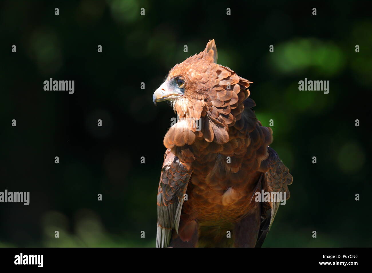 Ein Bachelor Adler im Paradise Park in Hayle, Cornwall auf Anzeige bei einer Ihrer Adler zeigt. Stockfoto