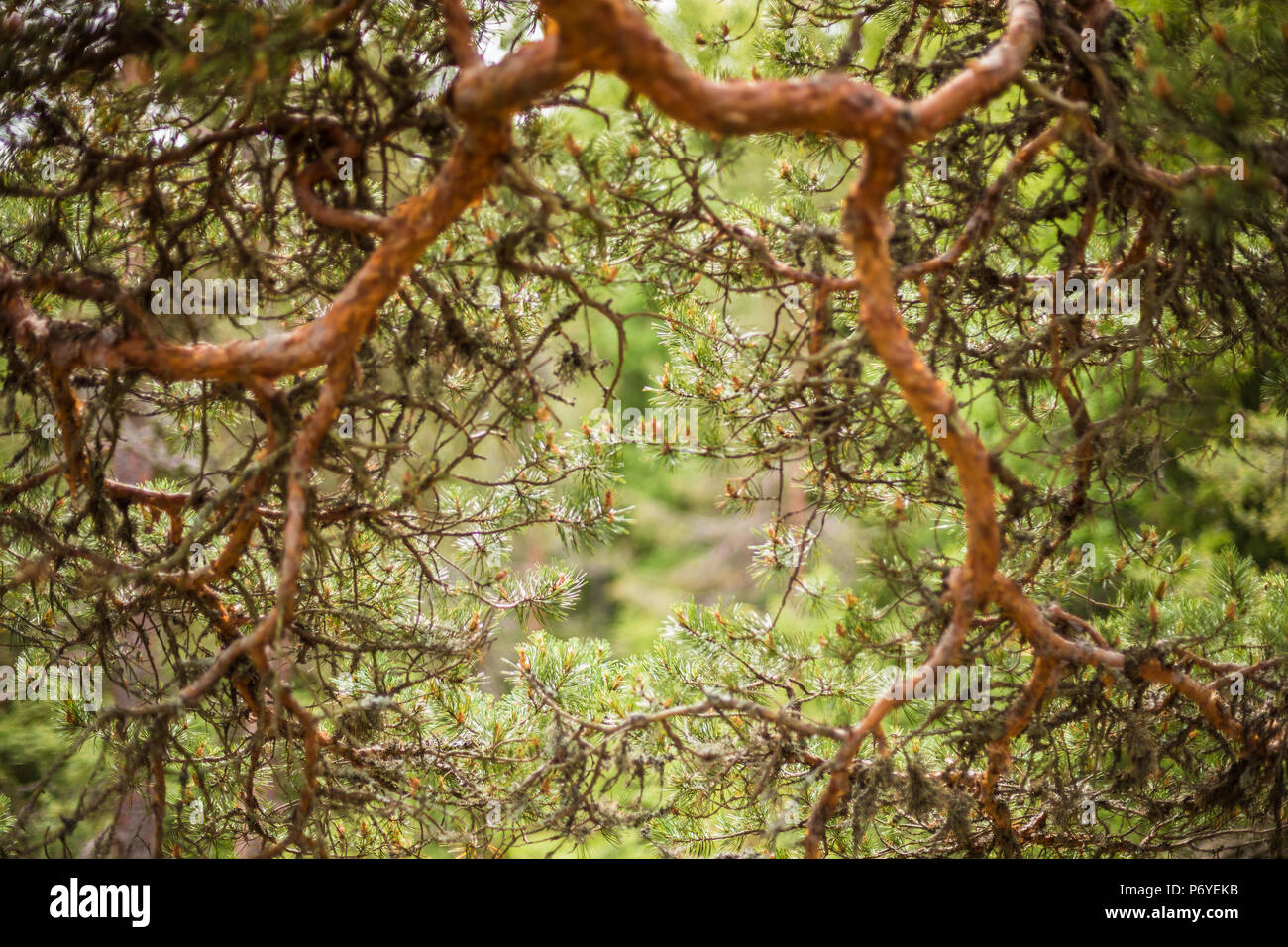 Nahaufnahme der verdrehten alten Kiefernwälder Zweig Stockfoto