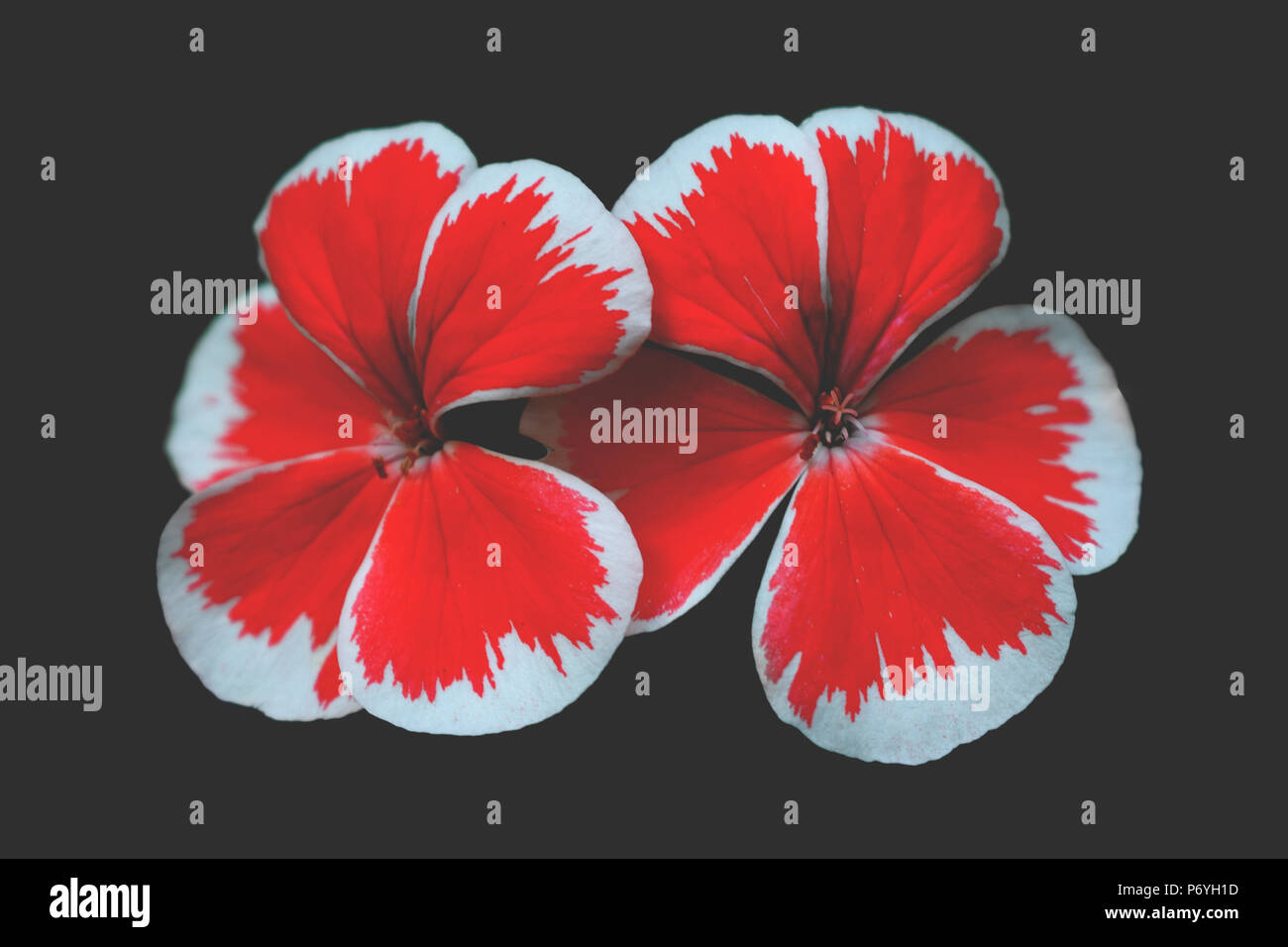 Intensive blood red geranium Flower auf graue Asche Hintergrund. Schönes Bild von Blumen im Vordergrund mit leuchtend roten Farbe und dunklen Hintergrund. Stockfoto